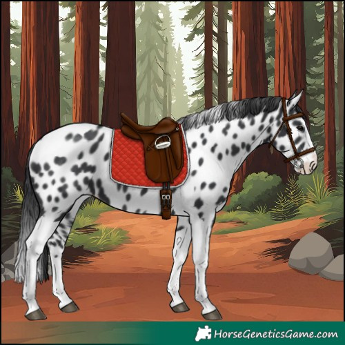 Horse Color:Black Splash Tobiano Appaloosa