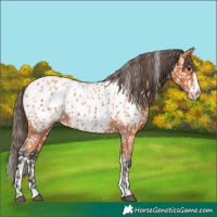 Horse Color:Bay Near Leopard  and Bay Near Leopard 