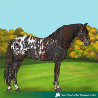 Horse Color:Chestnut Appaloosa  and Black Appaloosa 