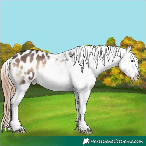 Horse Color:Liver Red Onyx Splash Blanket 