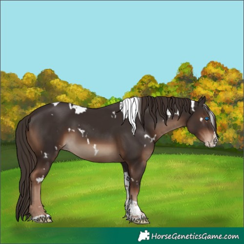 Horse Color:White Spotted Liver Chestnut Splash Tobiano 