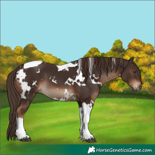 Horse Color:White Spotted Liver Chestnut Tobiano 