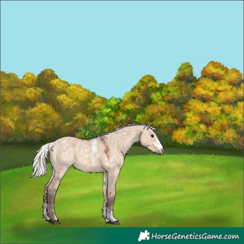 Horse Color:Unknown 