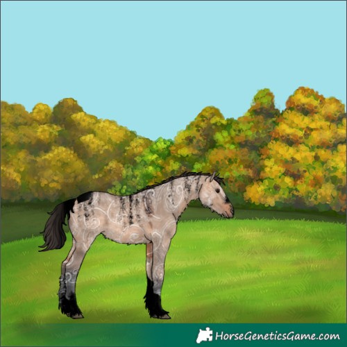 Horse Color:Unknown 