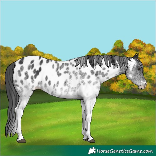 Horse Color:White Spotted Black Appaloosa 