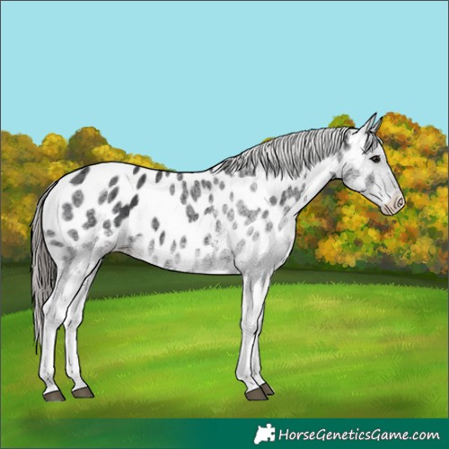 Horse Color:White Spotted Black Near Leopard 