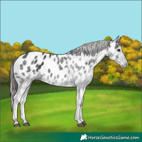 Horse Color:White Spotted Black Near Leopard 