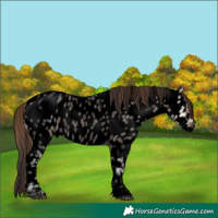 Horse Color:Powder White Void Bay Ice Roan Dun Appaloosa Rabicano 