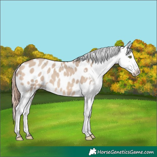 Horse Color:Amber Champagne Dun Appaloosa 