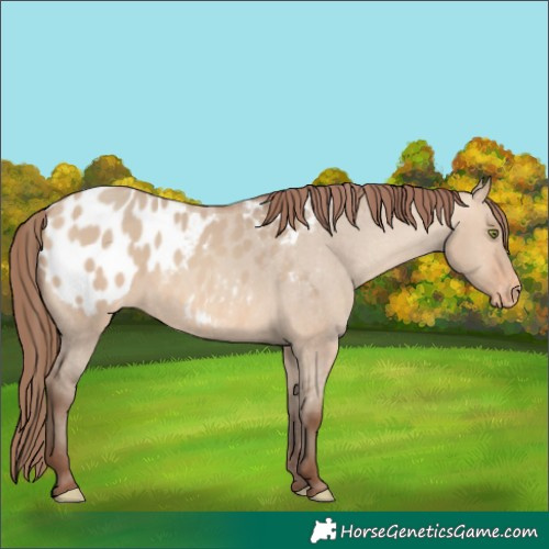 Horse Color:Amber Champagne Dun Appaloosa 