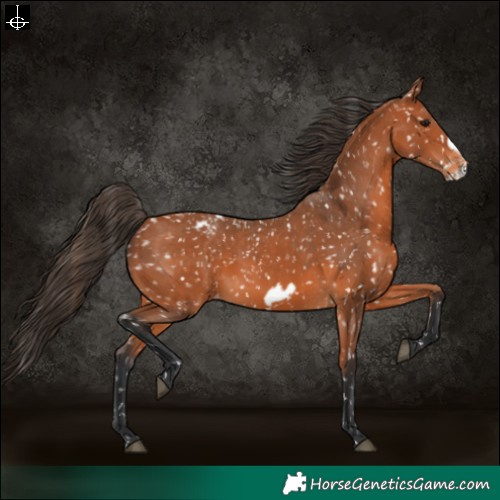 Horse Color:Bay Snowflake Varnish  and Bay Frame Snowflake Varnish 