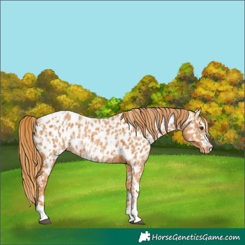 Horse Color:Chestnut Near Leopard Rabicano  and Chestnut Near Leopard Rabicano 