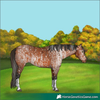 Horse Color:Bay Appaloosa  and Gray Bay Appaloosa 