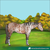 Horse Color:Bay Appaloosa and Gray Bay Appaloosa