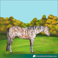 Horse Color:Bay Appaloosa  and Gray Bay Appaloosa 