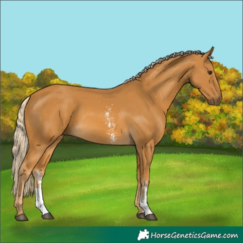 Horse Color:Palomino Sabino 