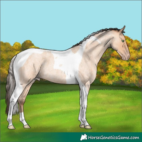 Horse Color:Amber Champagne Roan Tobiano 