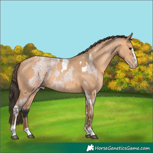 Horse Color:Bay Roan Tobiano and Amber Champagne