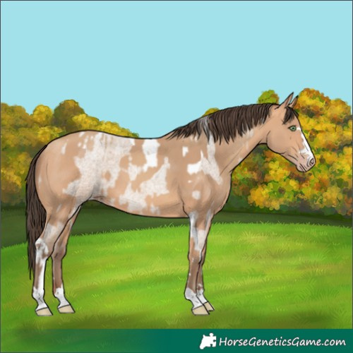 Horse Color:Amber Champagne Roan Tobiano  and Amber Champagne 
