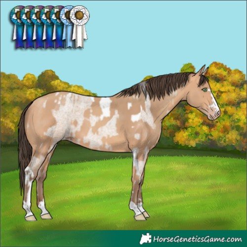 Horse Color:Amber Champagne Roan Tobiano  and Amber Champagne 