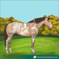 Horse Color:Amber Champagne Roan Tobiano and Amber Champagne