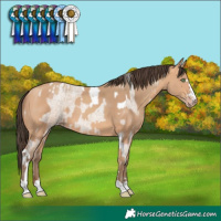 Horse Color:Amber Champagne Roan Tobiano  and Amber Champagne 