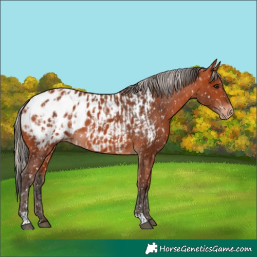 Horse Color:Bay Blanket  and Silver Bay Blanket 