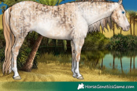 Horse Color:Gray White Spotted Sable Champagne Splash Tobiano Appaloosa Rabicano  and Red Dun Appaloosa 