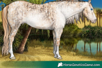 Horse Color:Gray White Spotted Sable Champagne Splash Tobiano Appaloosa Rabicano and Red Dun Appaloosa
