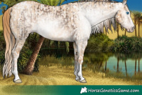 Horse Color:Gray White Spotted Sable Champagne Splash Tobiano Appaloosa Rabicano  and Red Dun Appaloosa 