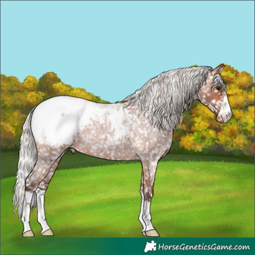 Horse Color:Silver Bay Roan Appaloosa 