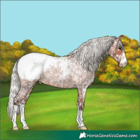 Horse Color:Silver Bay Roan Snowcap 