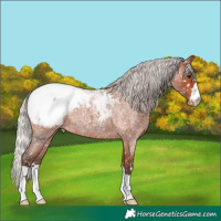 Horse Color:Silver Bay Roan Appaloosa 