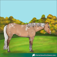 Horse Color:Powder White White Spotted Silver Bay Dun Rabicano 
