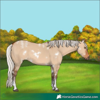 Horse Color:Powder White White Spotted Silver Bay Dun Rabicano 