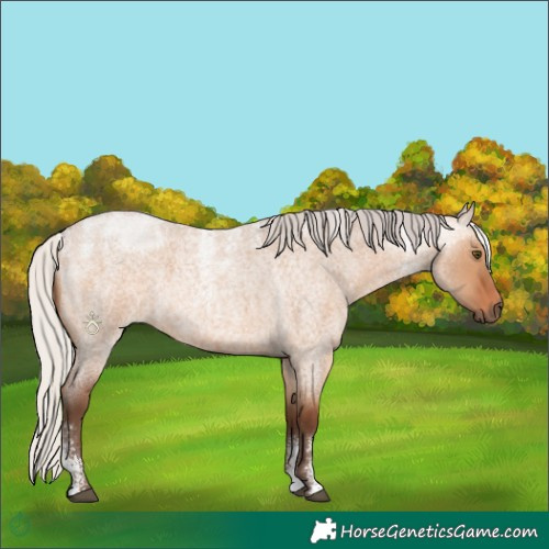 Horse Color:Powder White Silver Bay Roan Dun Rabicano 