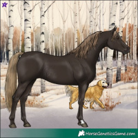 Horse Color:Liver Chestnut Rabicano 