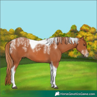 Horse Color:Powder White Chestnut Tobiano 