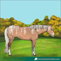 Horse Color:Powder White Silver Bay Dun 