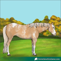 Horse Color:Powder White Palomino Sabino Splash Varnish 