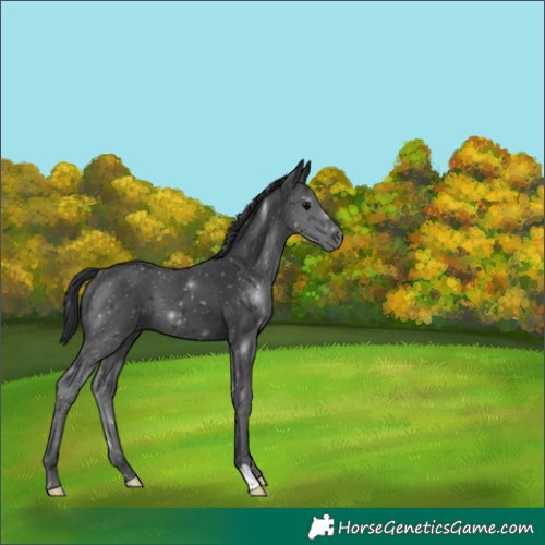 Horse Color:Black 