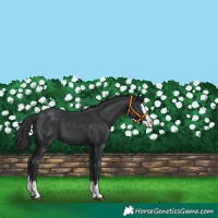 Horse Color:Black Splash