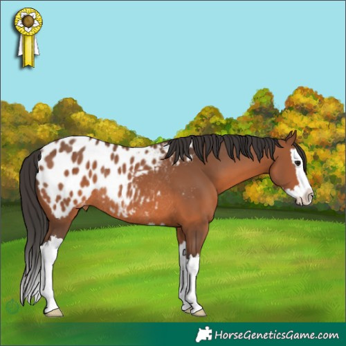 Horse Color:Bay Splash Appaloosa Rabicano 