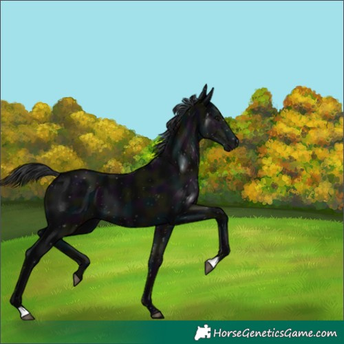Horse Color:Midnight Black 