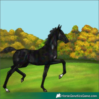 Horse Color:Midnight Black 