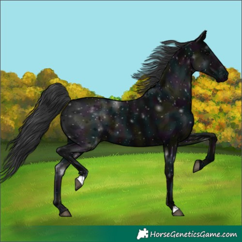 Horse Color:Midnight Black 