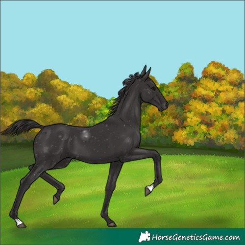 Horse Color:Smoky Black 