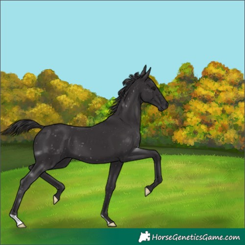 Horse Color:Smoky Black 