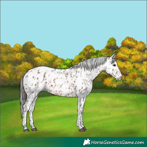 Horse Color:Bay Appaloosa  and Bay Appaloosa 