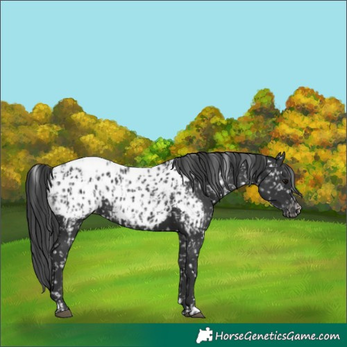 Horse Color:Black Appaloosa and Black Appaloosa